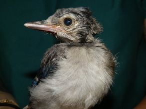 Baby Blue Jay Fledge