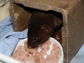 Baby Mink