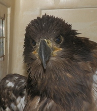Bald Eagle Fledge 1