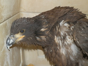 Bald Eagle Fledge 2
