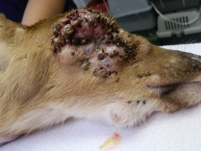 Fawn covered in ticks