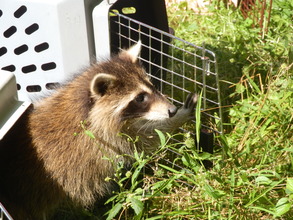 First Raccoon release