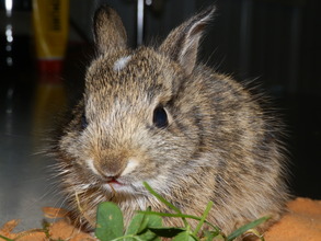 Eastern Cottontail found almost frozen