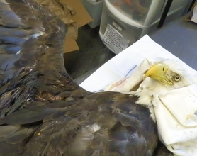 Bald Eagle shot and hit by car