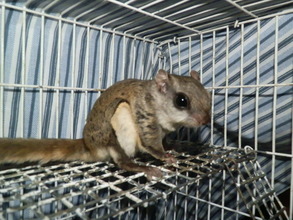 Flying Squirrel with head injury