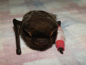Brown bat cat attack broken wing