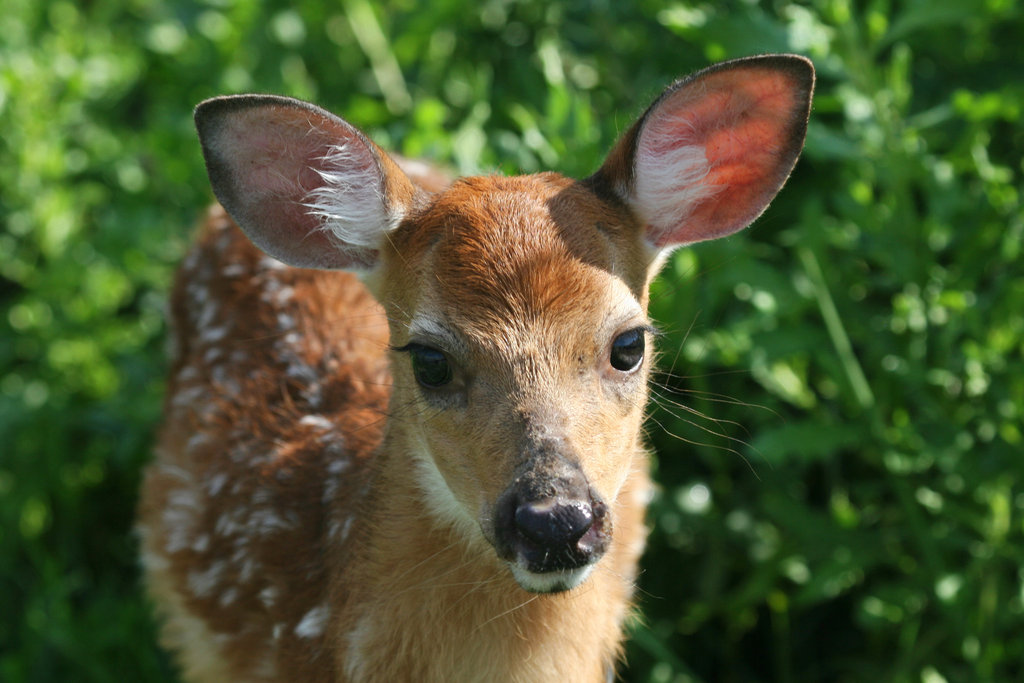 Help Give Wildlife a Second Chance