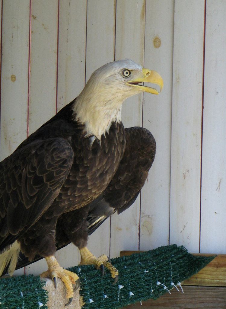 Help Give Wildlife a Second Chance