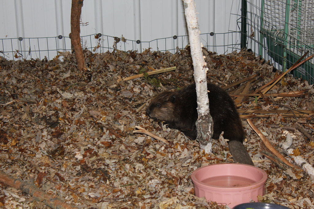 Help Give Wildlife a Second Chance