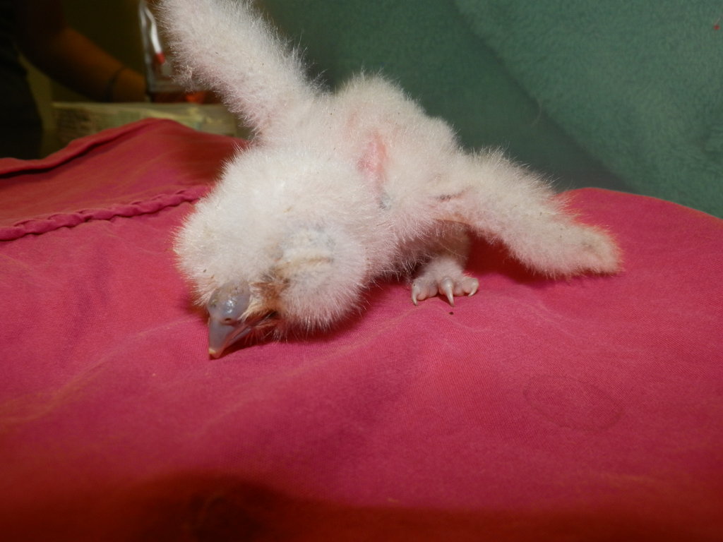Help Give Wildlife a Second Chance