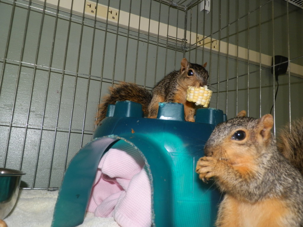 Help Give Wildlife a Second Chance