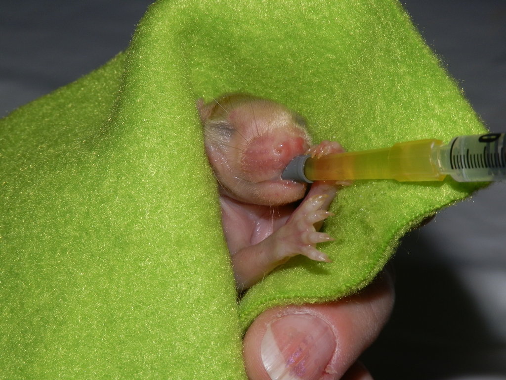 Help Give Wildlife a Second Chance
