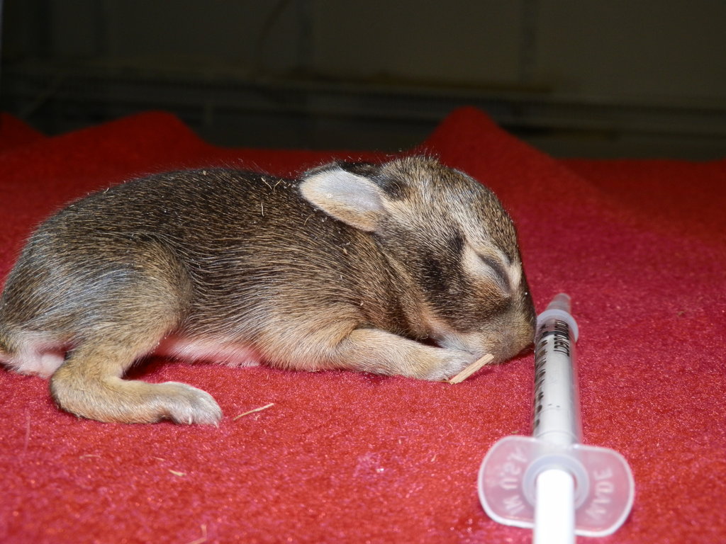Help Give Wildlife a Second Chance