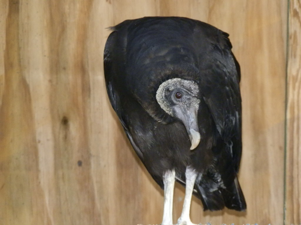 Help Give Wildlife a Second Chance