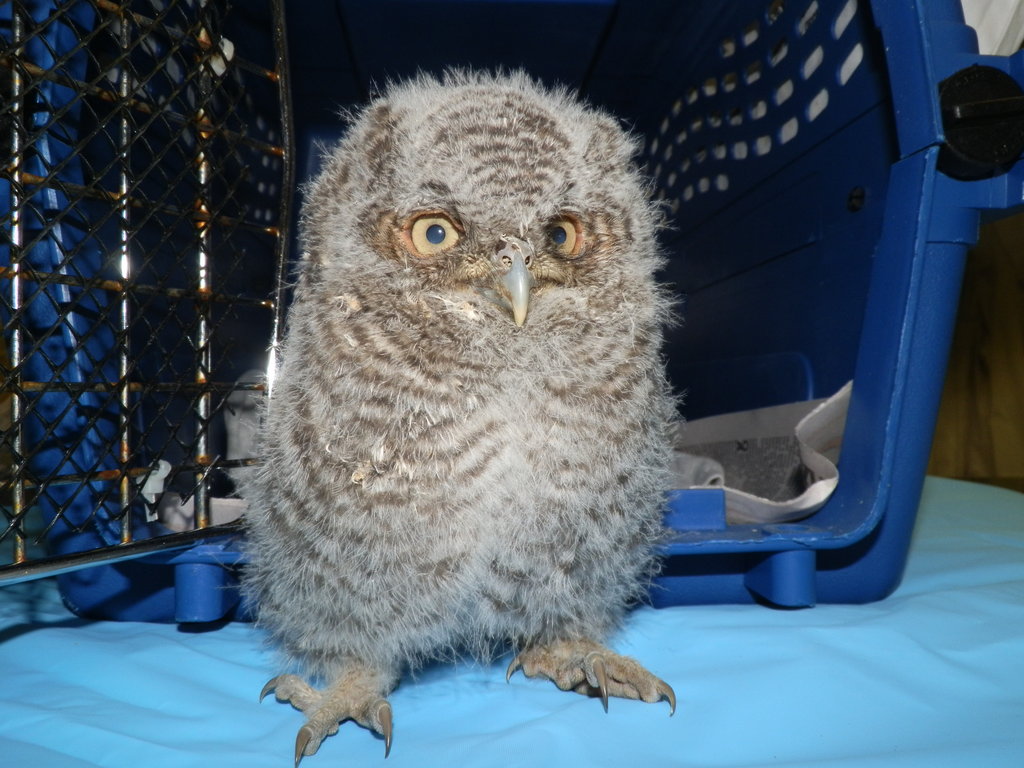 Help Give Wildlife a Second Chance