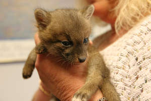 Coyote Pup