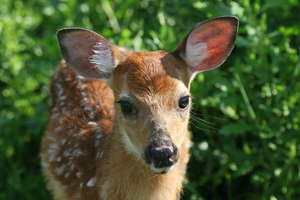 Fawn