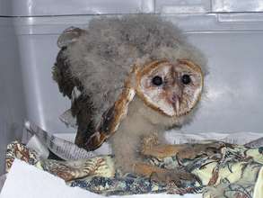 Barn Owlets