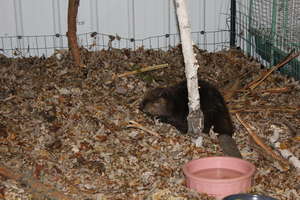 Baby Beaver