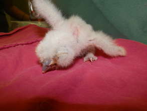 Baby Eastern Screech Owl
