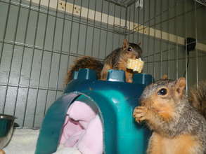 Fox Squirrels