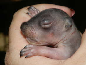 Baby Gray Squirrel