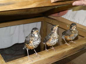 Fledge Robins