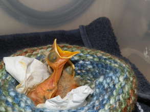 Nestling Blue Bird