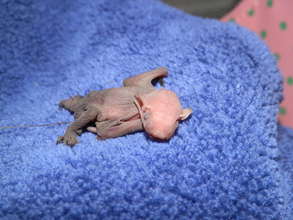 Infant Big Brown Bat