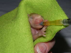 Infant Opossum Joey
