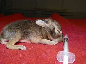 Infant Eastern Cottontail