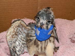 Kestral with neck injury