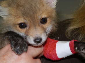 Injured Red Fox