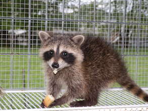Raccoon Cub