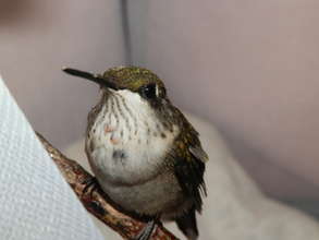Hummingbird