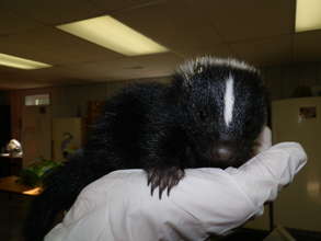 Skunk