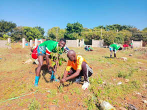 Planting trees near stadium