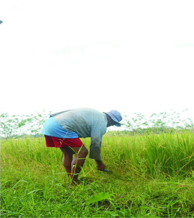 Over 1000 farmers benefited in Negros Island