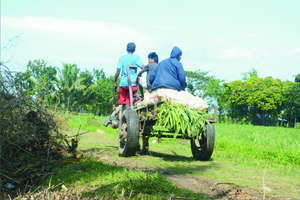 Carabao Hauling Fertilizer
