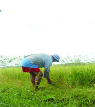 Weeding of Palay(Ricefield)