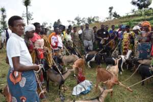 Livestock giving to Beneficiaries