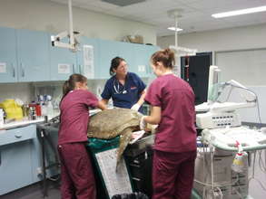 Stranded turtle being cared for by JCU vet staff
