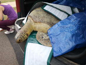 Sick turtle is transported to JCU Vet School
