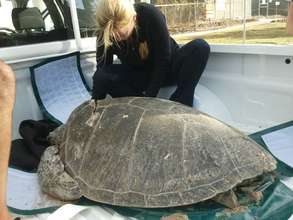 Injured turtle transported in Parry Nissan ute