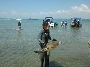 Researcher Johanna brings in a turtle for tagging