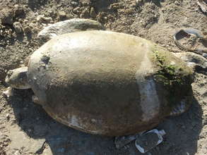 Injured turtle transported to vet clinic