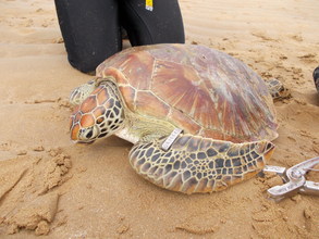Green sea turtle sporting a new ID tag