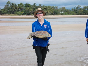 STF volunteer about to release green sea turtle