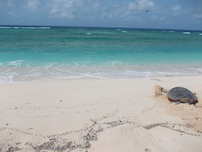 Raine Island turtle heads back to the water