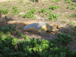 Flatback turtle nesting (pic by Claire Bisseling)